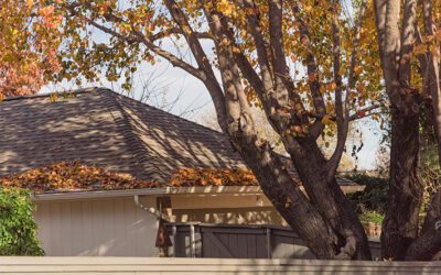 Can Trees be Ruining Your Roof?