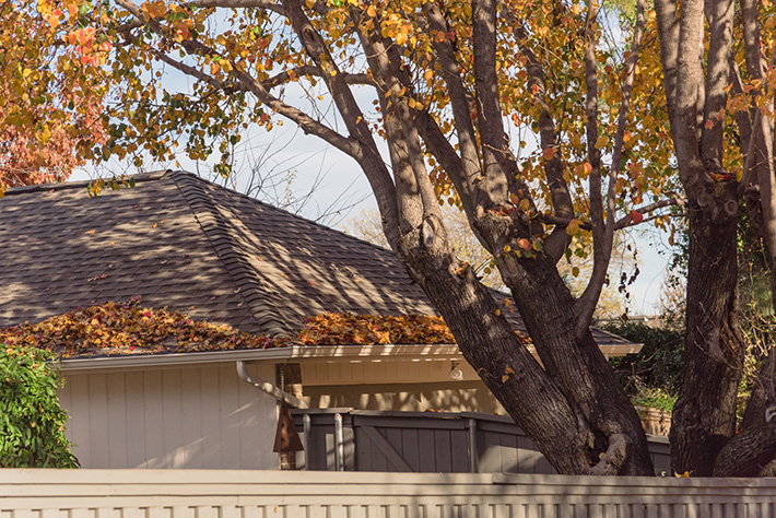 Can Trees be Ruining Your Roof?