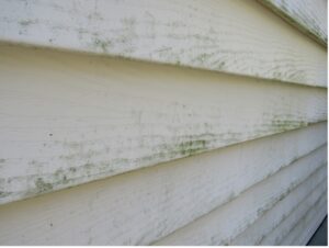 Moldy siding